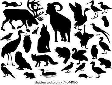 illustration with polar animals collection isolated on white background