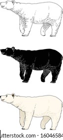 an illustration of polar bear.