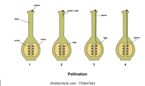 illustration of pollination