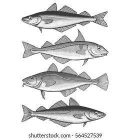 Illustration eines Pollock, Kabeljau, Schellfisch und Seiden/Köhler