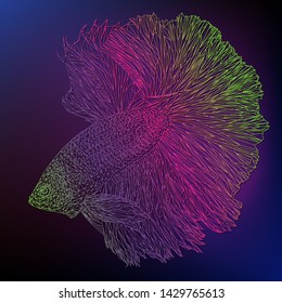 Illustration polygonal color line art of saimese betta portrait in deep blue violet background.