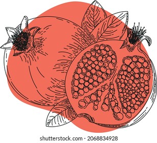 Illustration pomegranate (Punica granatum) Middle Eastern and Mediterranean fruit