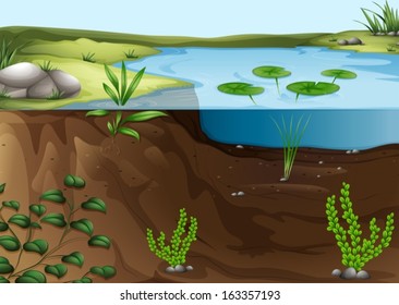 Illustration of a pond ecosystem