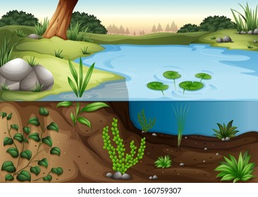  Illustration of a pond ecosytem