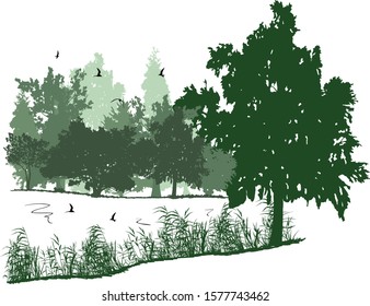 illustration with pond near trees isolated on white background