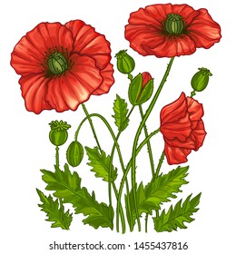 Illustration with poppies flowers, vector image, eps10