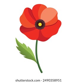 Illustration of poppy flower isolated