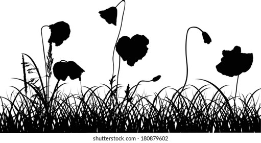 illustration with poppy flowers in black grass isolated on white background