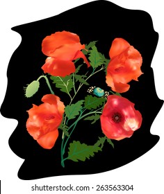 illustration with poppy flowers isolated on black background