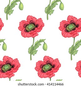 Illustration of poppy.  Seamless vector pattern. Flowers of medicinal plants on a white background.