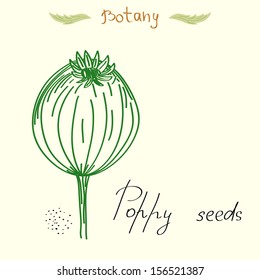 Illustration with poppyhead