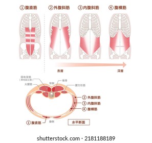 Illustration of positional structure and overlap of abdominal muscle groups Illustration Frontal and cross-sectional views：Translation: Illustration of abdominal muscles, rectus abdominis, oblique abd