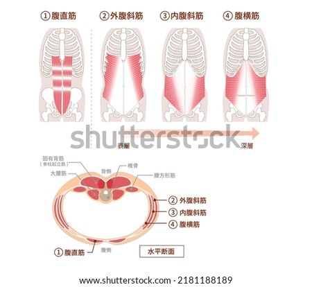 Illustration of positional structure and overlap of abdominal muscle groups Illustration Frontal and cross-sectional views：Translation: Illustration of abdominal muscles, rectus abdominis, oblique abd