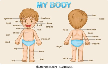 Illustration poster of the parts of the body
