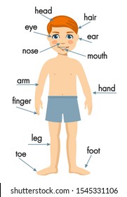 Illustration poster of the parts of the body. Scientific medical illustration of parts of the body illustration. Human body infographics for children.