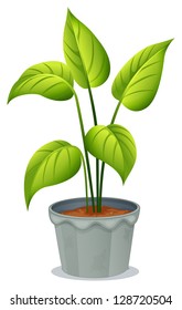 Illustration of a pot of green plant on a white background