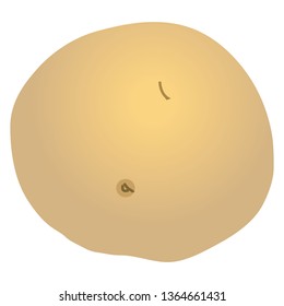 Illustration of the potato