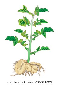 The illustration of the potato.