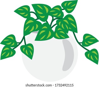 Illustration of a Potos.  Potos is a plant for indoor appreciation.