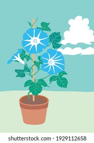 Illustration of the potted blue morning glory