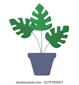 Illustration of potted Monstera plant with lush green leaves in dark blue pot. Perfect for botanical, home decor, and nature themed designs. Vector illustration isolated on transparent background.