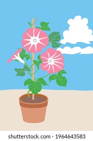 Illustration of the potted pink morning glory