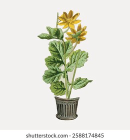 Illustration of a potted plant with yellow flowers and green leaves. The plant is in a decorative pot. Botanical art showcasing plant and flower details. Vintage botanical illustration vector.