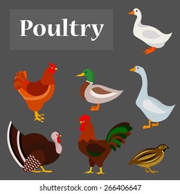 Illustration of poultry: goose, hen, drake, white duck, gobbler, quail.
