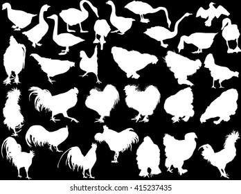 illustration with poultry silhouettes isolated on black background