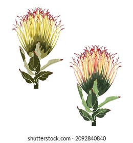 Illustration of Pprotea, Leucospermum flower. African exotic plant. Flower bud in a simple style. Design prints on clothing, paper, cards, sticker, t-shirts.