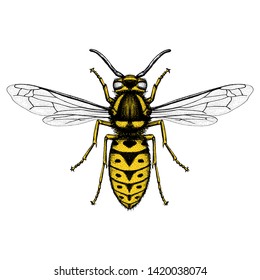 Illustration of a Prairie Yellow Jacket (Vespula Atropilosa)