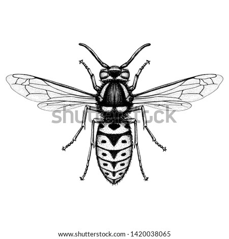 Illustration of a Prairie Yellow Jacket (Vespula Atropilosa)