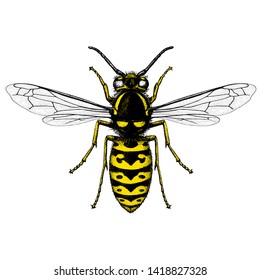 Illustration of a Prairie Yellowjacket (Vespula Atropilosa) in a vintage style