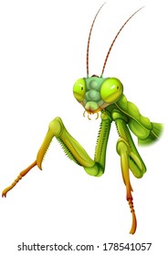 Illustration of a praying mantis on a white background