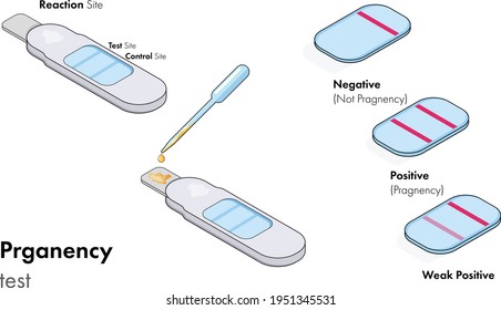 illustration of Pregnancy test kit mechanism of working.
