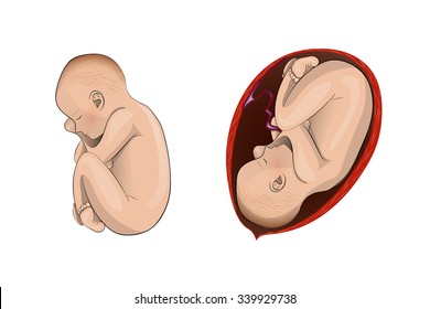 illustration of pregnancy, the uterus and the baby