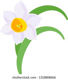 The illustration of pretty narcissus