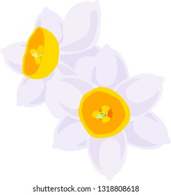 The illustration of pretty narcissus