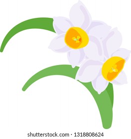 The illustration of pretty narcissus