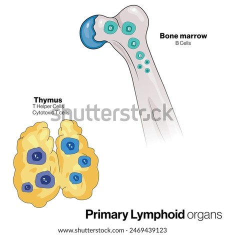 Illustration of Primary Lymphoid Organs on White Background Showing Thymus and Bone Marrow.