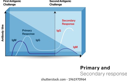 Illustration of Primary and secondary immune response.