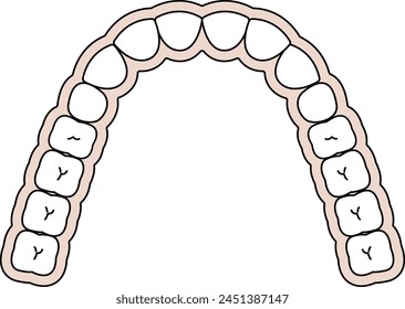 ilustración de los dientes temporales primarios