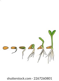 Illustration of the process of seed growth and development