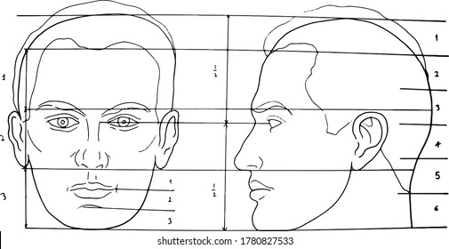 Illustration Proportions Human Head On White Stock Vector (royalty Free 