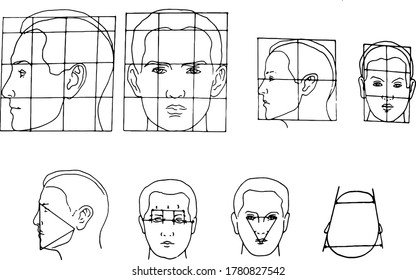 Illustration Proportions Human Head On White Stock Vector (Royalty Free ...