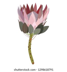 Illustration of Protea, artichoke