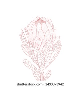 Illustration of a protea flower. African exotic plant. Flower bud in a simple style. Design prints on clothing, paper, cards, sticker.