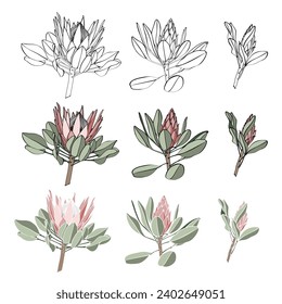 Ilustración de un gran conjunto de flores de protea. Planta exótica africana. Flor, brotada en un estilo sencillo. Diseñar impresiones sobre ropa, papel, tarjetas, pegatinas, camisetas, libro de colorear.