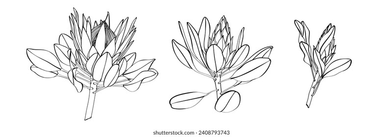 Illustration eines großen Proteflorensatzes. Afrikanische exotische Pflanze. Blume, Knospen in goldener Linie. Entwerfen Sie Drucke auf Kleidung, Papier, Karten, Aufkleber, T-Shirts.