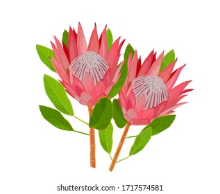 Illustration of protea flower.  Wild flower.